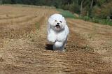 BICHON FRISE 023
